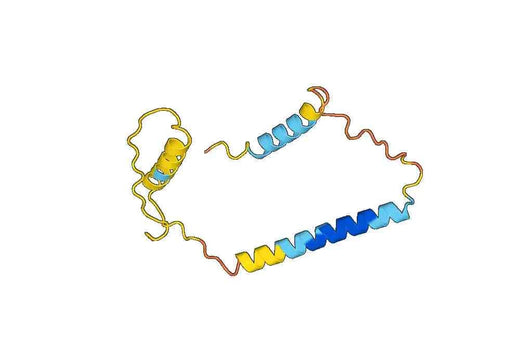 Human CALCB recombinant protein
