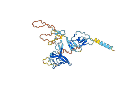 Human CCN1-IGFBP10/CYR61 recombinant protein