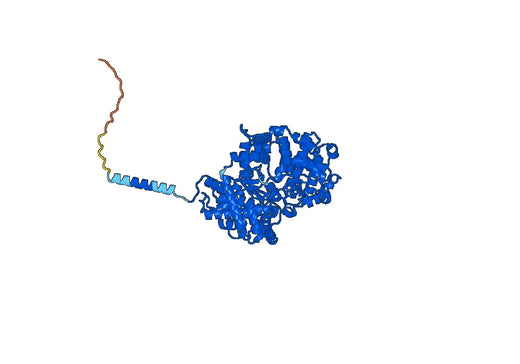 Human CD10/MME Monoclonal Antibody