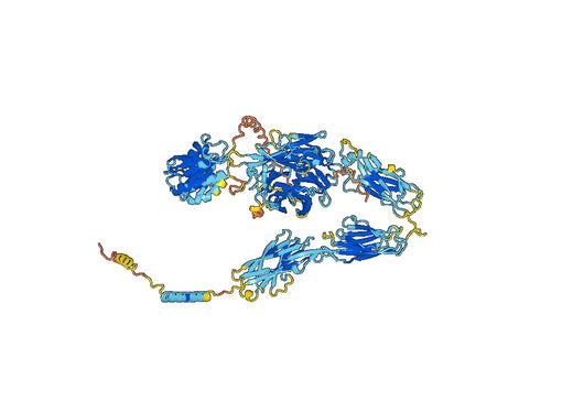Human CD103/ITGAE Monoclonal Antibody