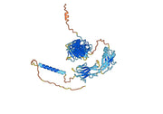 Human CD105/ENG Monoclonal Antibody