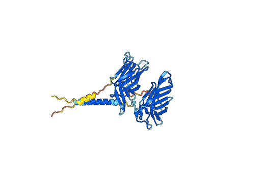Human CD107a/LAMP1 Monoclonal Antibody