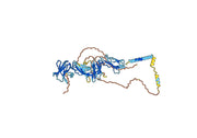 Human CD110/MPL Monoclonal Antibody