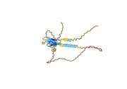 Human CD112R/PVRIG Monoclonal Antibody