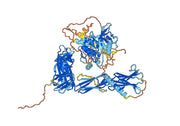 Human CD115/CSF1R Monoclonal Antibody