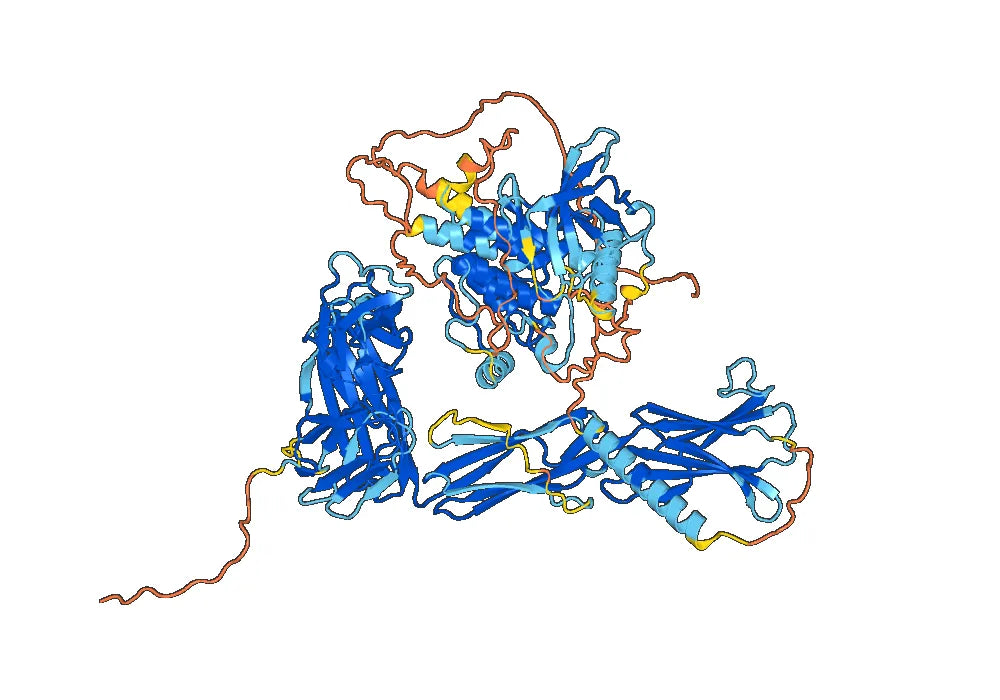 Human CD115/CSF1R Monoclonal Antibody