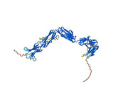 Human CD115 / CSF1R recombinant protein