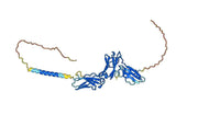 Human CD116/CSF2RA Monoclonal Antibody
