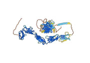 Human CD117/KIT Monoclonal Antibody
