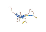 Human CD119/IFNGR1 Monoclonal Antibody