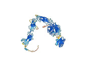 Human CD11b/ITGAM Monoclonal Antibody