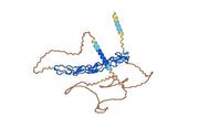 Human CD120b/TNFRSF1B/TNFR2 Monoclonal Antibody