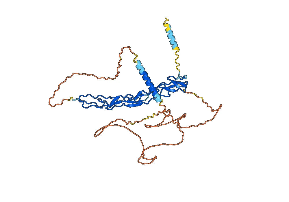 Human CD120b/TNFRSF1B/TNFR2 Monoclonal Antibody