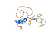 Human CD122/IL2RB Monoclonal Antibody