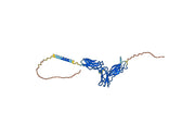 Human CD125/IL5RA Monoclonal Antibody