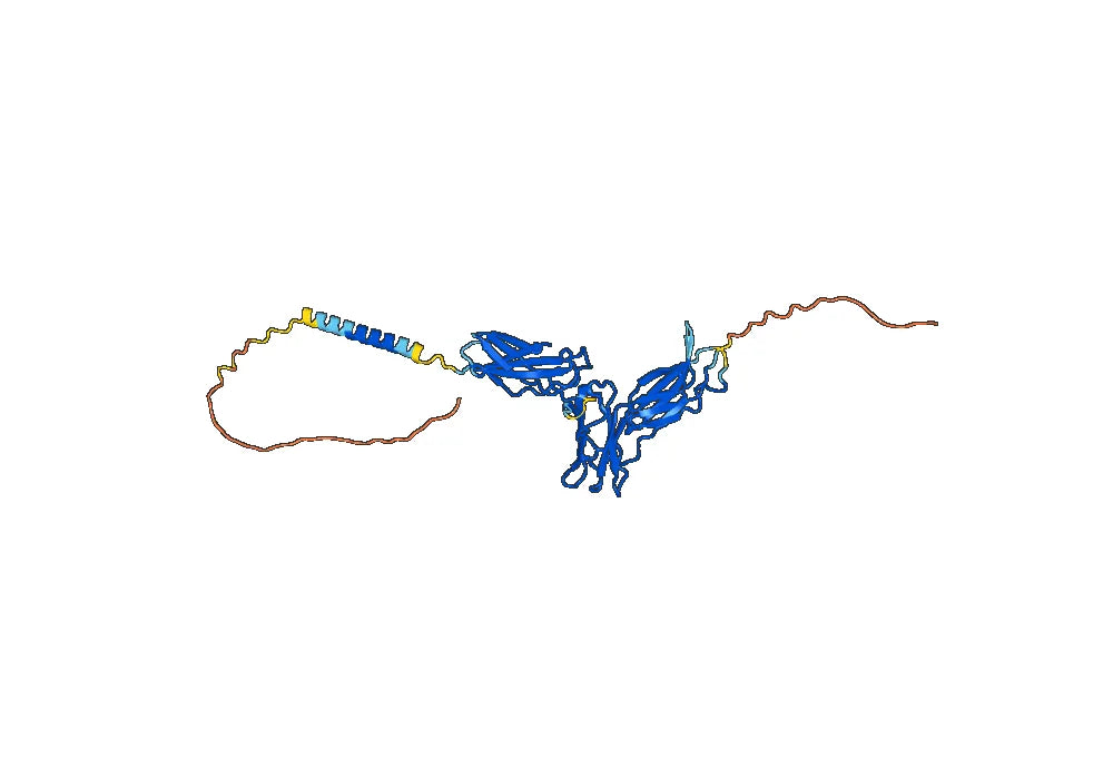 Human CD125/IL5RA Monoclonal Antibody