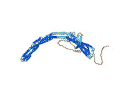 Human CD133/PROM1 Monoclonal Antibody