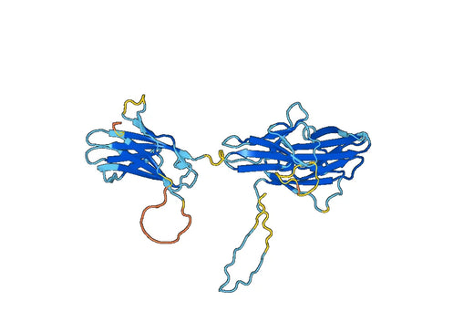 Human CD135 / FLT3 recombinant protein