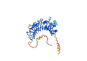 Human CD14 Monoclonal Antibody