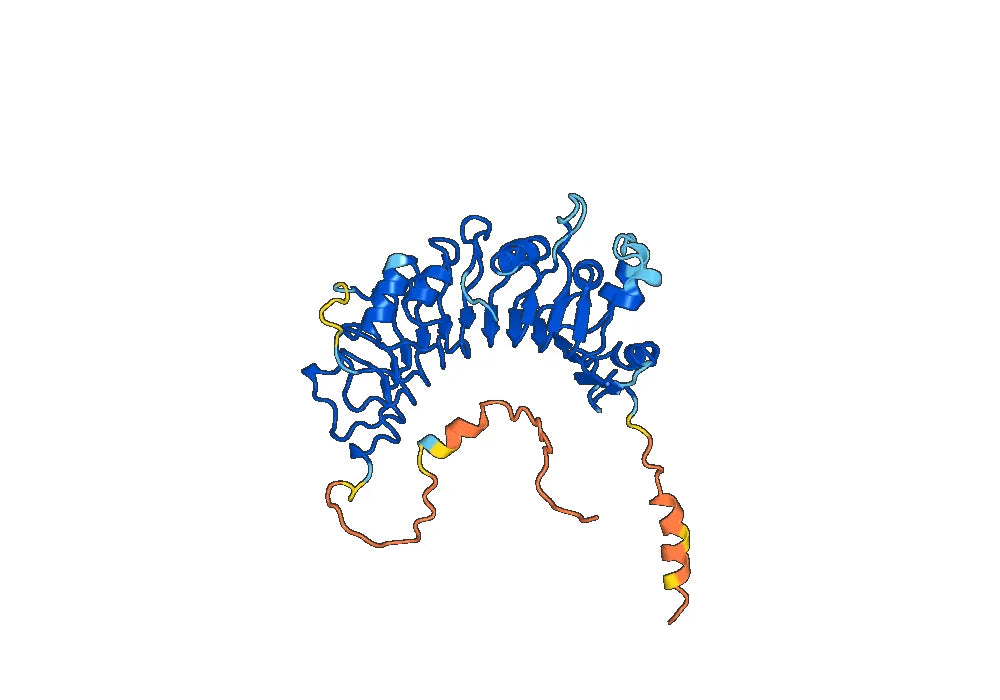 Human CD14 Monoclonal Antibody
