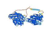Human CD143/ACE Monoclonal Antibody