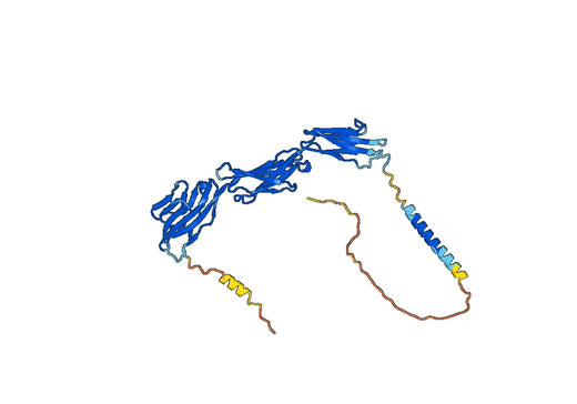 Human CD155/PVR Monoclonal Antibody