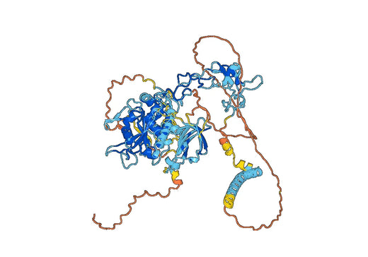 Human CD156b/ADAM17 Monoclonal Antibody
