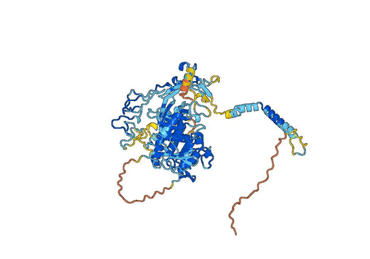 Human CD156c/ADAM10 Monoclonal Antibody