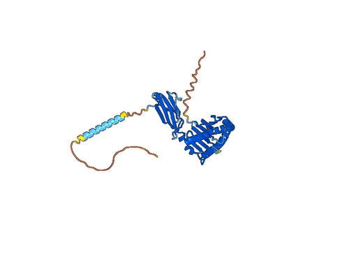 Human CD158/KIR Monoclonal Antibody