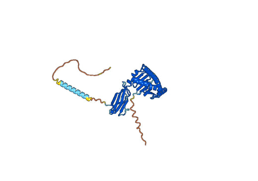 Human CD158a/b1/b2 Monoclonal Antibody
