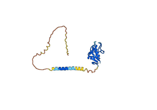 Human CD159a/KLRC1 Monoclonal Antibody