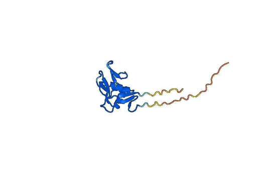 Human CD161 recombinant protein