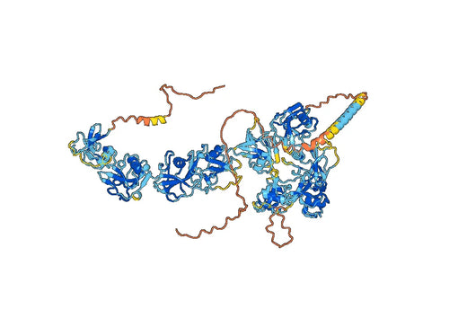 Human CD163 Monoclonal Antibody