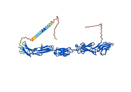 Human CD166/ALCAM Monoclonal Antibody