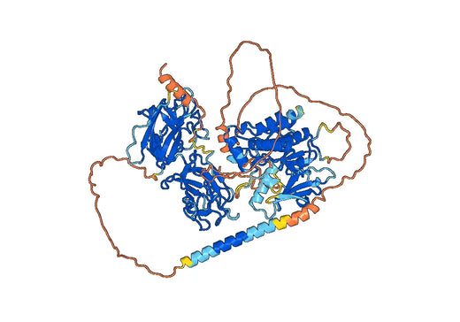 Human CD167a/DDR1 Monoclonal Antibody