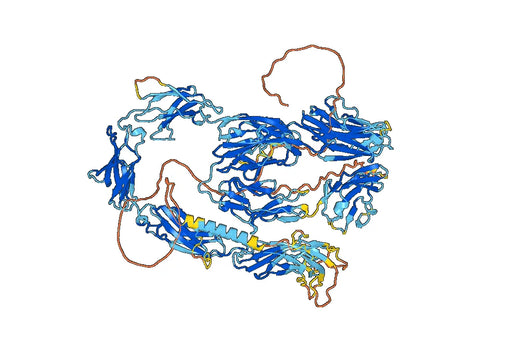 Human CD171/L1CAM Monoclonal Antibody