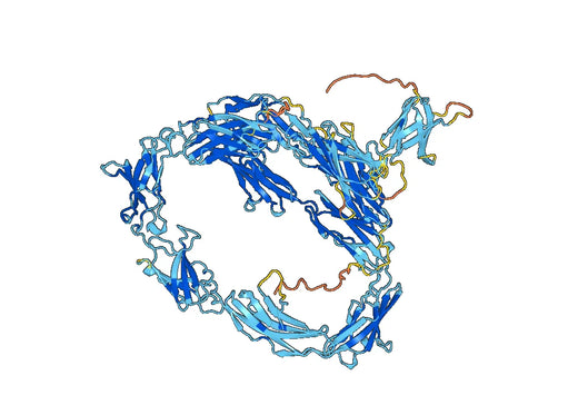Human CD171 recombinant protein