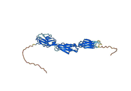 Human CD172b recombinant protein