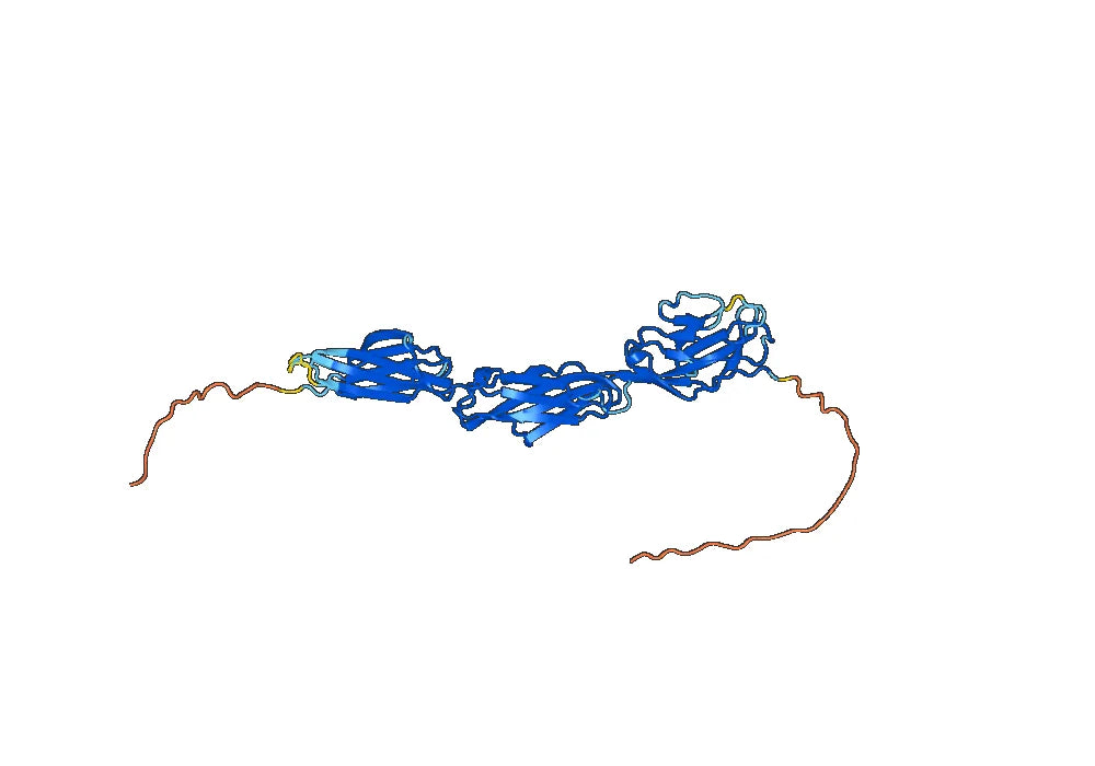 Human CD172b-SIRPB1 recombinant protein