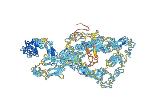 Human CD175/TNC Monoclonal Antibody