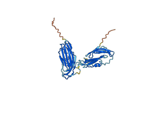 Human CD177 recombinant protein