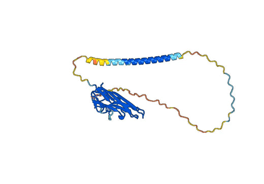 Human CD178/FASLG/TNFSF6 Monoclonal Antibody
