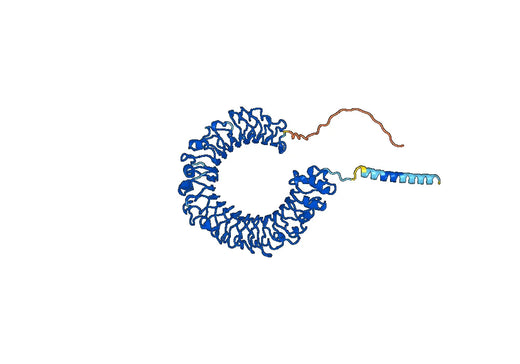 Human CD180 Monoclonal Antibody