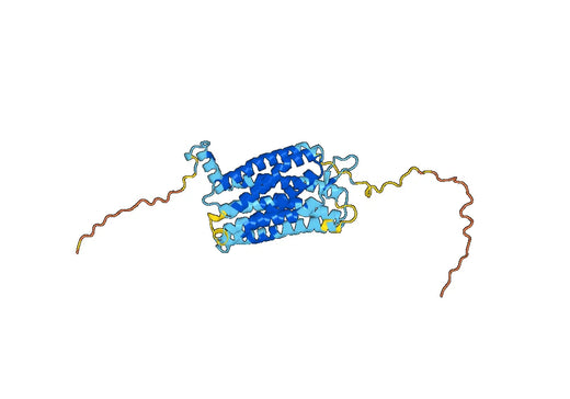Human CD182/CXCR2 Monoclonal Antibody