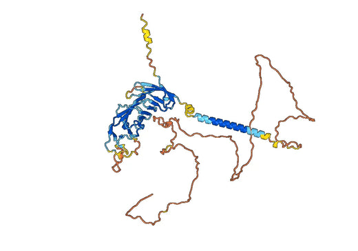 Human CD19 (4G7) Monoclonal Antibody