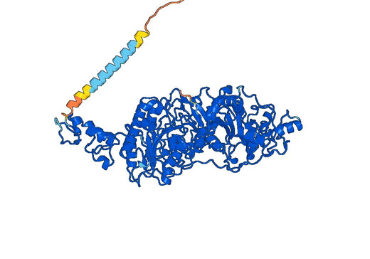 Human CD203c/ENPP3 Monoclonal Antibody