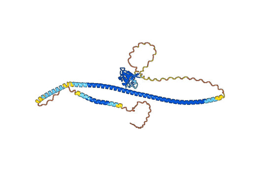 Human CD204/MSR1 Monoclonal Antibody