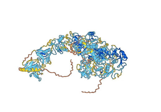 Human CD205/LY75 Monoclonal Antibody