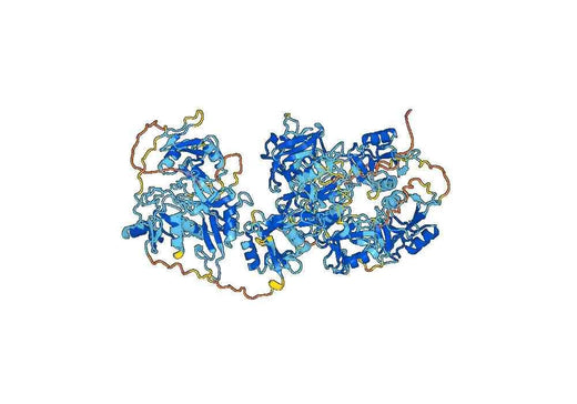 Human CD206 recombinant protein