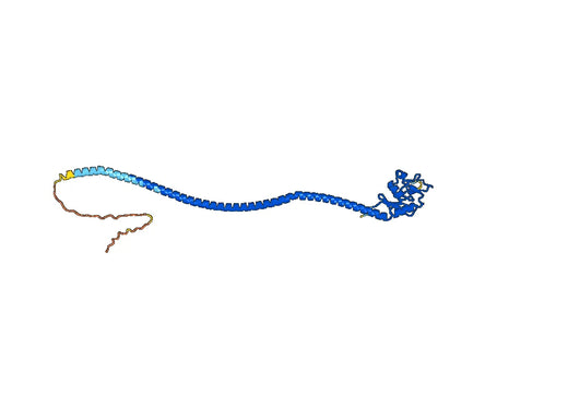 Human CD207 Monoclonal Antibody